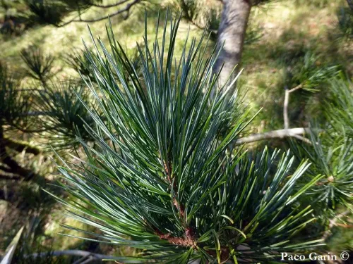 Pinus koraiensis - Pin de Corée