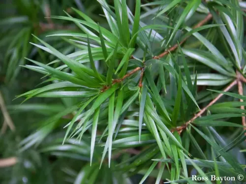 Pinus krempfii - Pin de Krempf