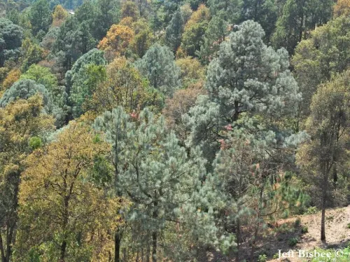 Pinus lawsonii - Pin de Lawson