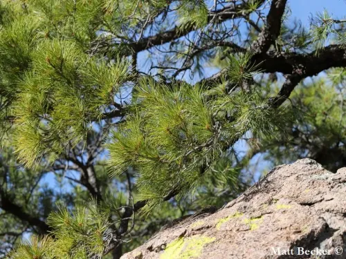 Pinus leiophylla - Pin Ocote