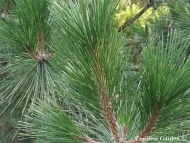 Pinus luchuensis