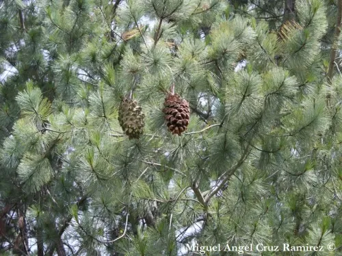 Pinus maximartinezii - Pin de Martínez