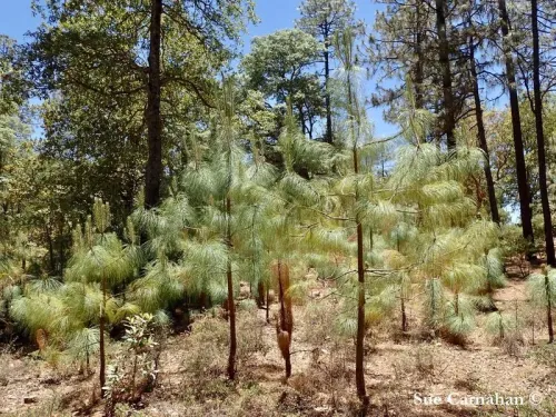 Pinus maximinoi - Pin de Maximino