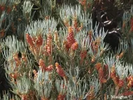 Pinus monophylla