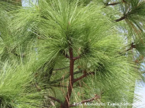 Pinus montezumae - Pin de Montezuma