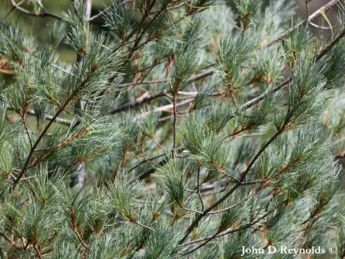 Pinus monticola - Pin argenté