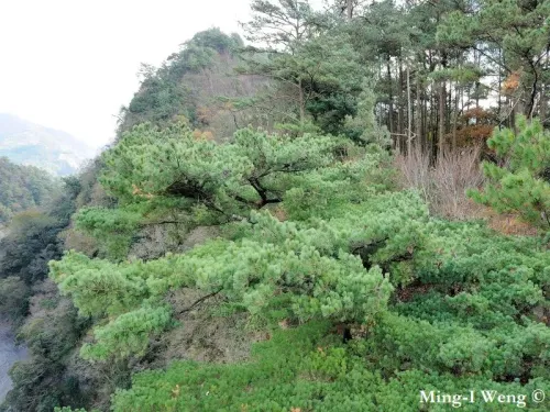 Pinus morrisonicola - Pin blanc de Taïwan