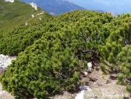 Pinus mugo