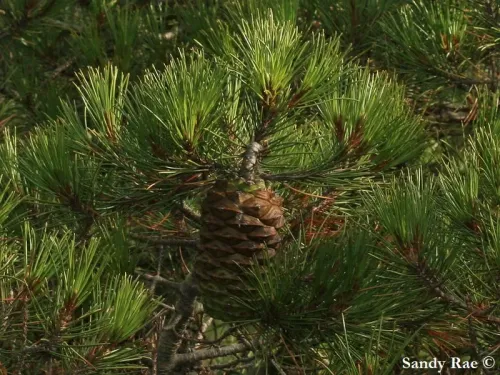 Pinus nelsonii - Pin de Nelson
