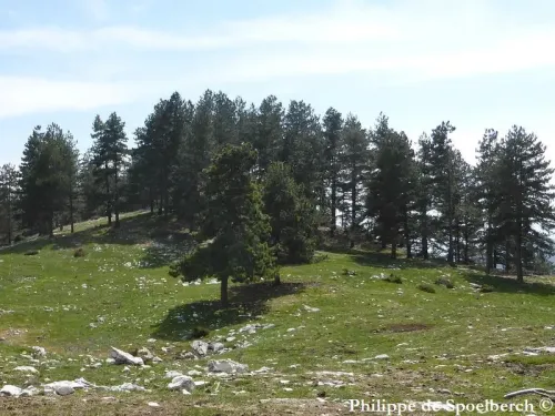 Pinus nigra - Pin noir