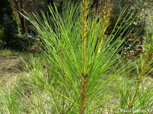 Pinus occidentalis - Pin d'Hispaniola