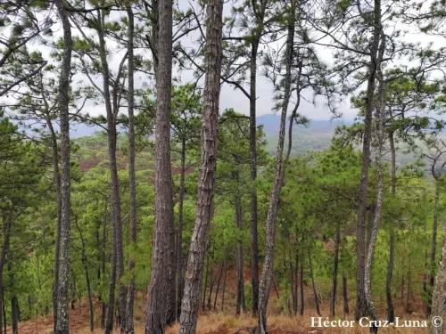 Pinus oocarpa - Pin jaune du Mexique