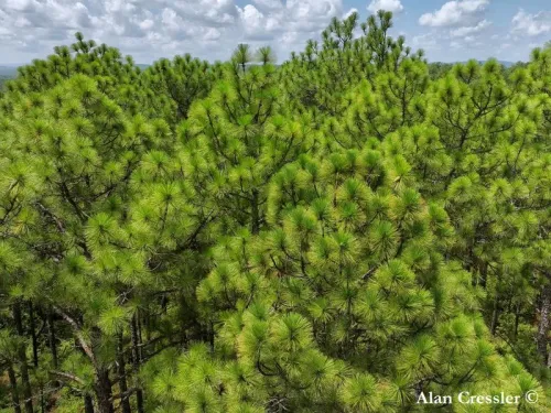 Pinus palustris - Pin des marais