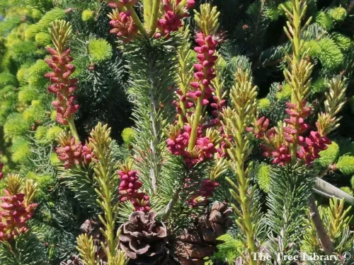 Pinus parviflora - Pin blanc du Japon