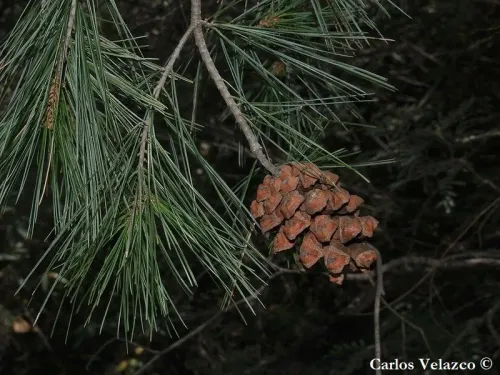 Pinus pinceana - Pin de Pince
