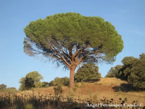 Pinus pinea - Pin parasol, Pin pignon