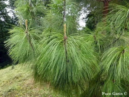 Pinus pseudostrobus - Pin mexicain à écorce lisse, Pin de la Sierra Madre