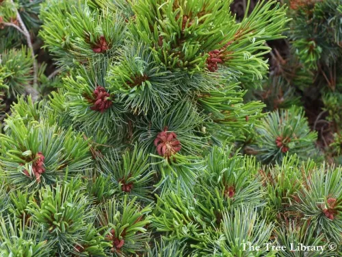Pinus pumila - Pin nain de Sibérie
