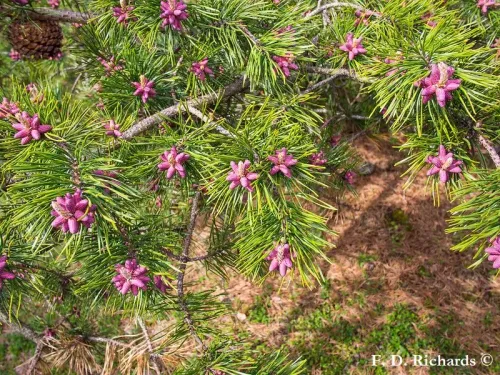 Pinus pungens - Pin des Appalaches