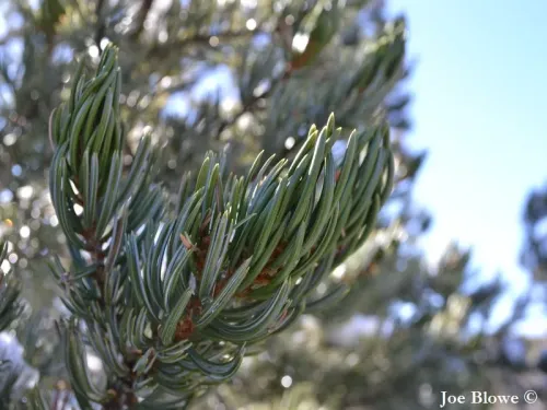 Pinus quadrifolia - Pin à quatre aiguilles