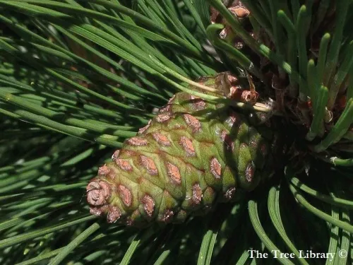 Pinus resinosa - Pin rouge d'Amérique, Pin résineux, Pin de Norvège, Pin à résine