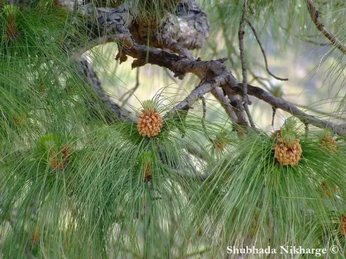 Pinus roxburghii - Pin de Roxburgh