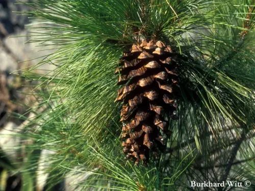 Pinus rzedowskii - Pin de Rzedowski