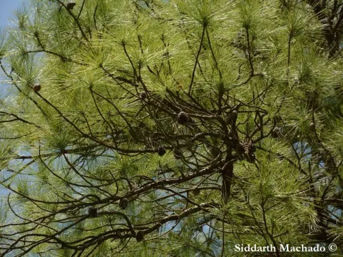 Pinus serotina - Pin tardif