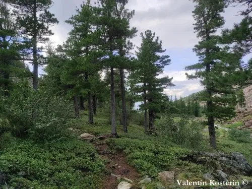 Pinus sibirica - Pin de Sibérie