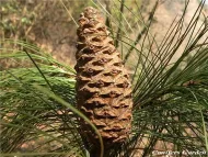 Pinus squamata