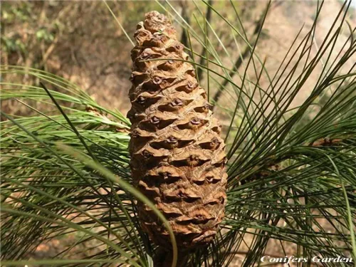 Pinus squamata - Pin de Qiaojia, Pin à écorce de dentelle du Sud