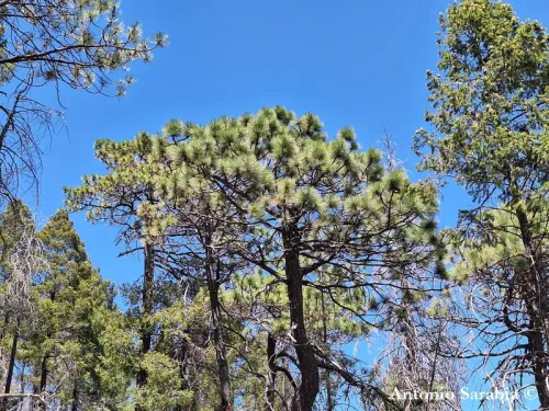 Pinus stormiae - Pin de Storm