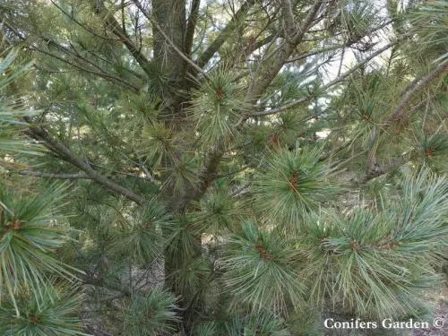 Pinus strobiformis - Pin blanc du Sud-Ouest, Pin nayar, Pin blanc du Chihuahua