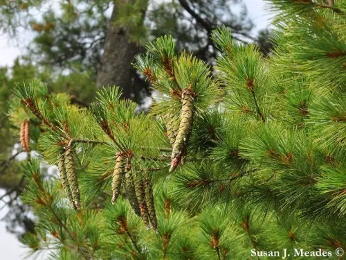 Pinus strobus - Pin blanc, Pin de Weymouth, Pin du Lord
