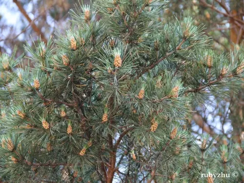 Pinus sylvestris var. mongholica - Pin de Mongolie