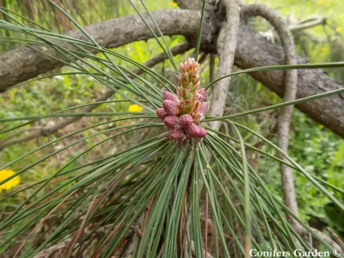 Pinus tabuliformis var. mukdensis - Pin rouge de Mandchourie