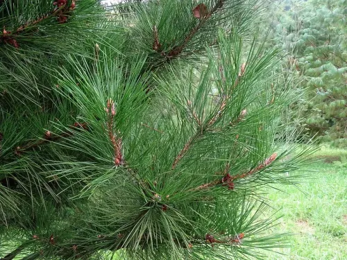 Pinus tabuliformis - Pin rouge de Chine