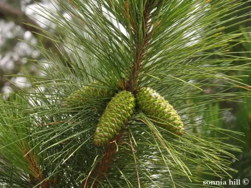 Pinus taeda - in taeda, Pin à l’encens, Pin à torches, Pin Loblolly