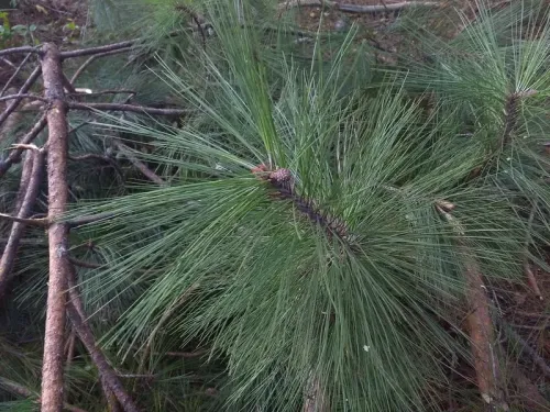 Pinus tecunumanii - Pin de Tecun Uman