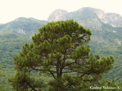 Pinus teocote - Pin des Aztèques
