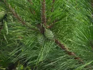 Pinus thunbergii