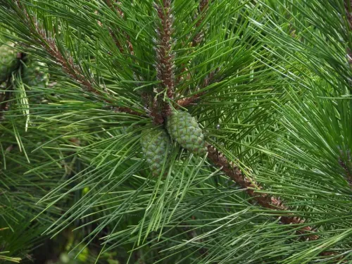 Pinus thunbergii - Pin noir du Japon