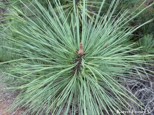 Pinus torreyana - Pin de Torrey, Pin de San Diego