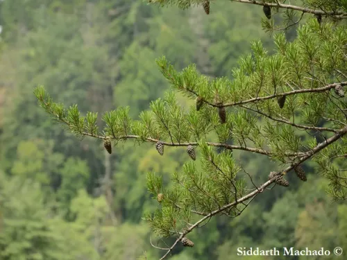 Pinus virginiana - Pin de Virginie