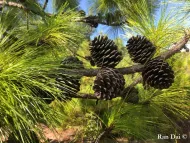 Pinus yunnanensis