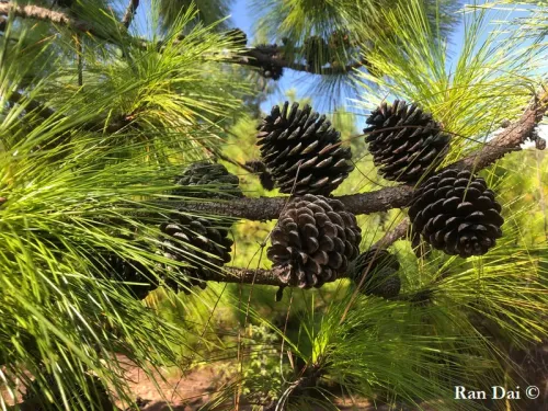 Pinus yunnanensis - Pin du Yunnan
